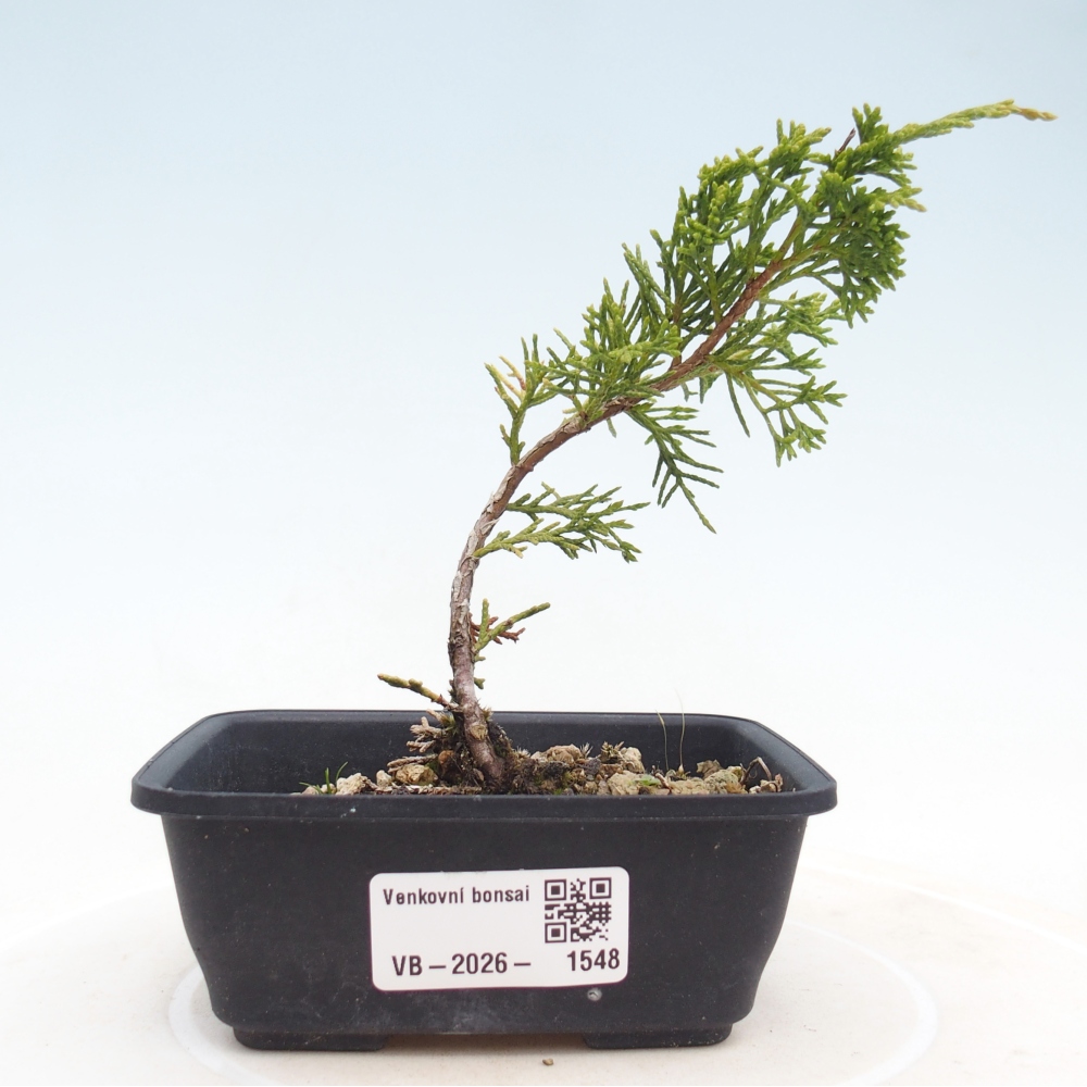 Kültéri bonsai - Juniperus chinensis Itoigawa