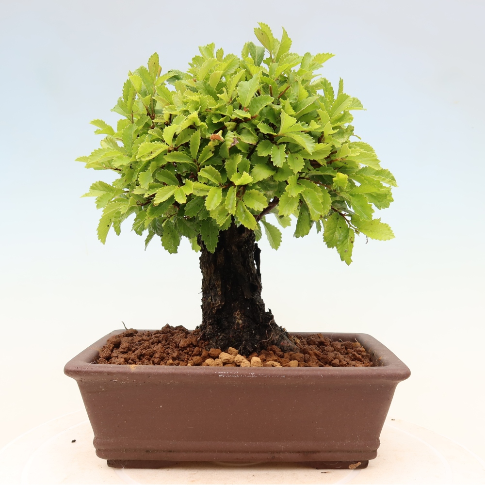 Kültéri bonsai - Zelkova - Zelkova NIRE
