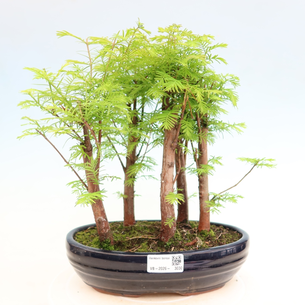 Kültéri bonsai – Metasequoia glyptostroboides – kínai metasequoia – kis erdő