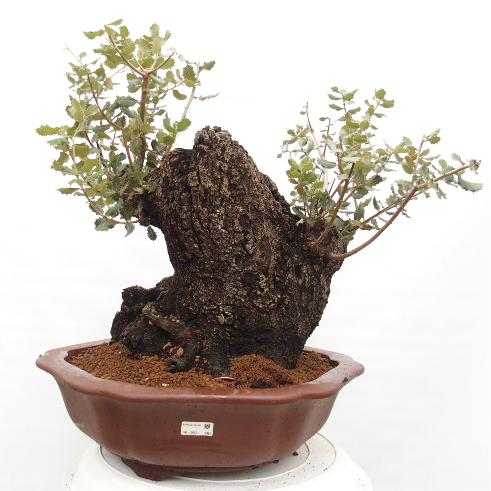 Yamadori - Quercus Ilex - Tölgy magyal
