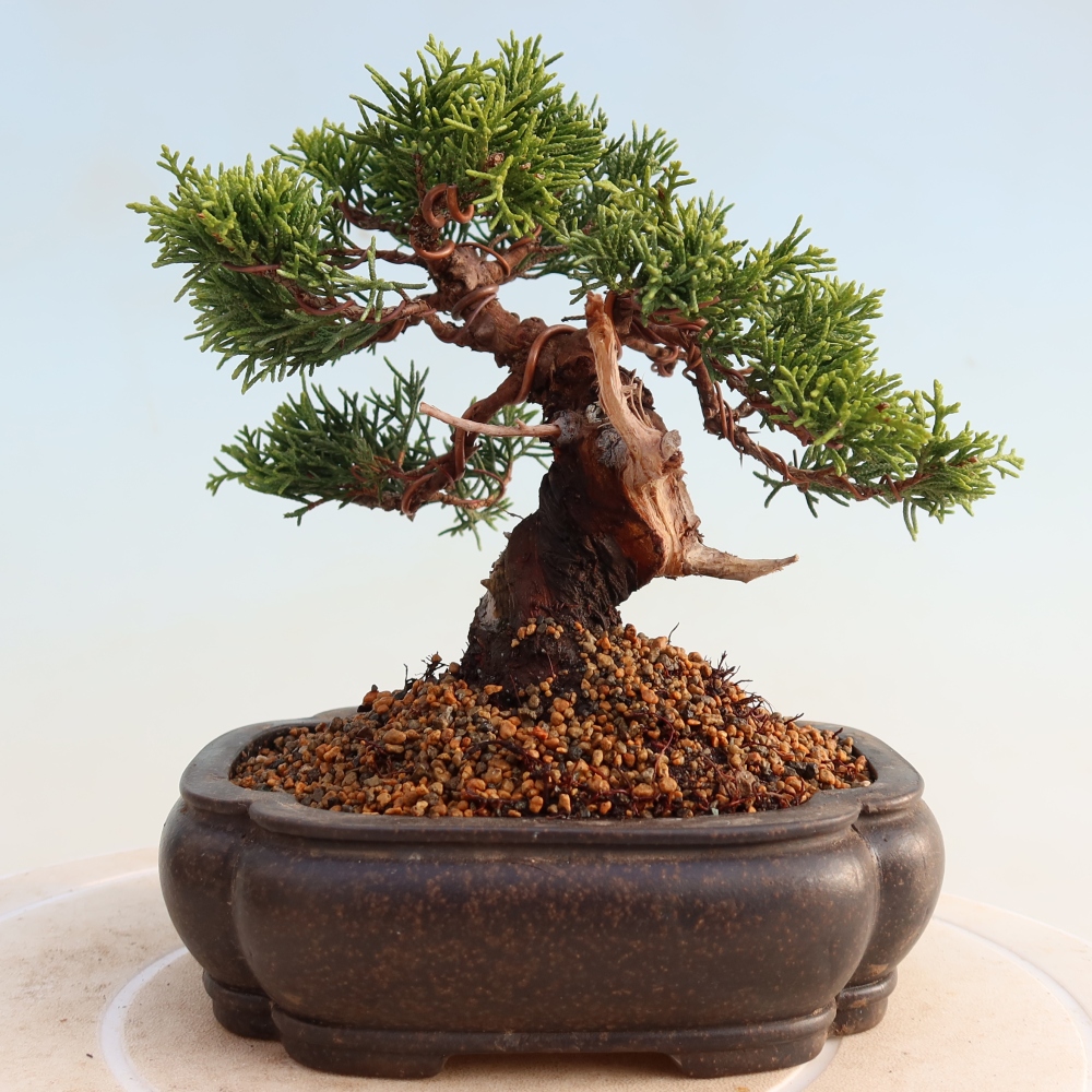 Kültéri bonsai - Juniperus chinensis Itoigawa