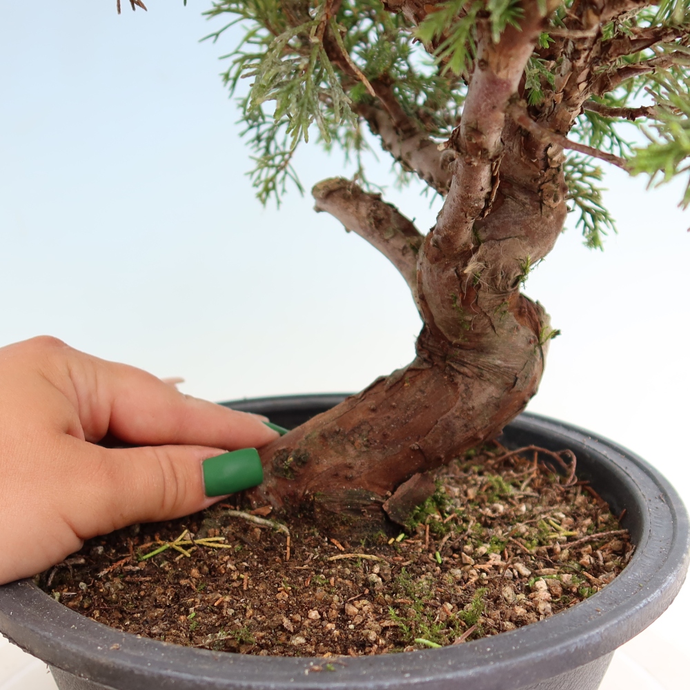 Kültéri bonsai - Juniperus chinensis Itoigawa-Juniperus chinensis