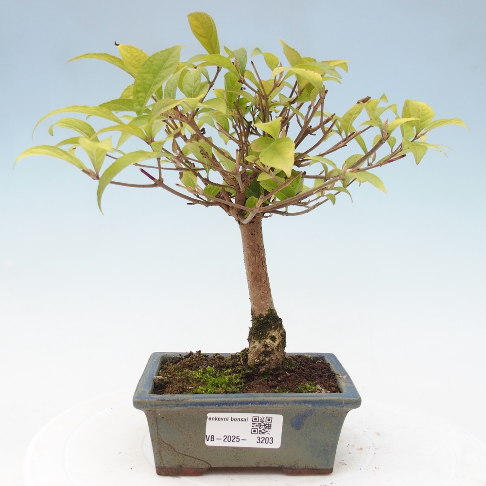 Kültéri bonsai - Callicarpa japonica