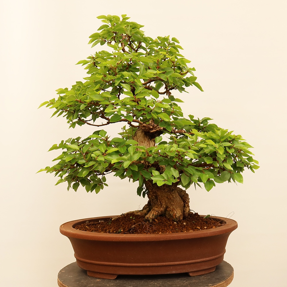 Kültéri bonsai -Carpinus Coreana - Koreai gyertyánfa