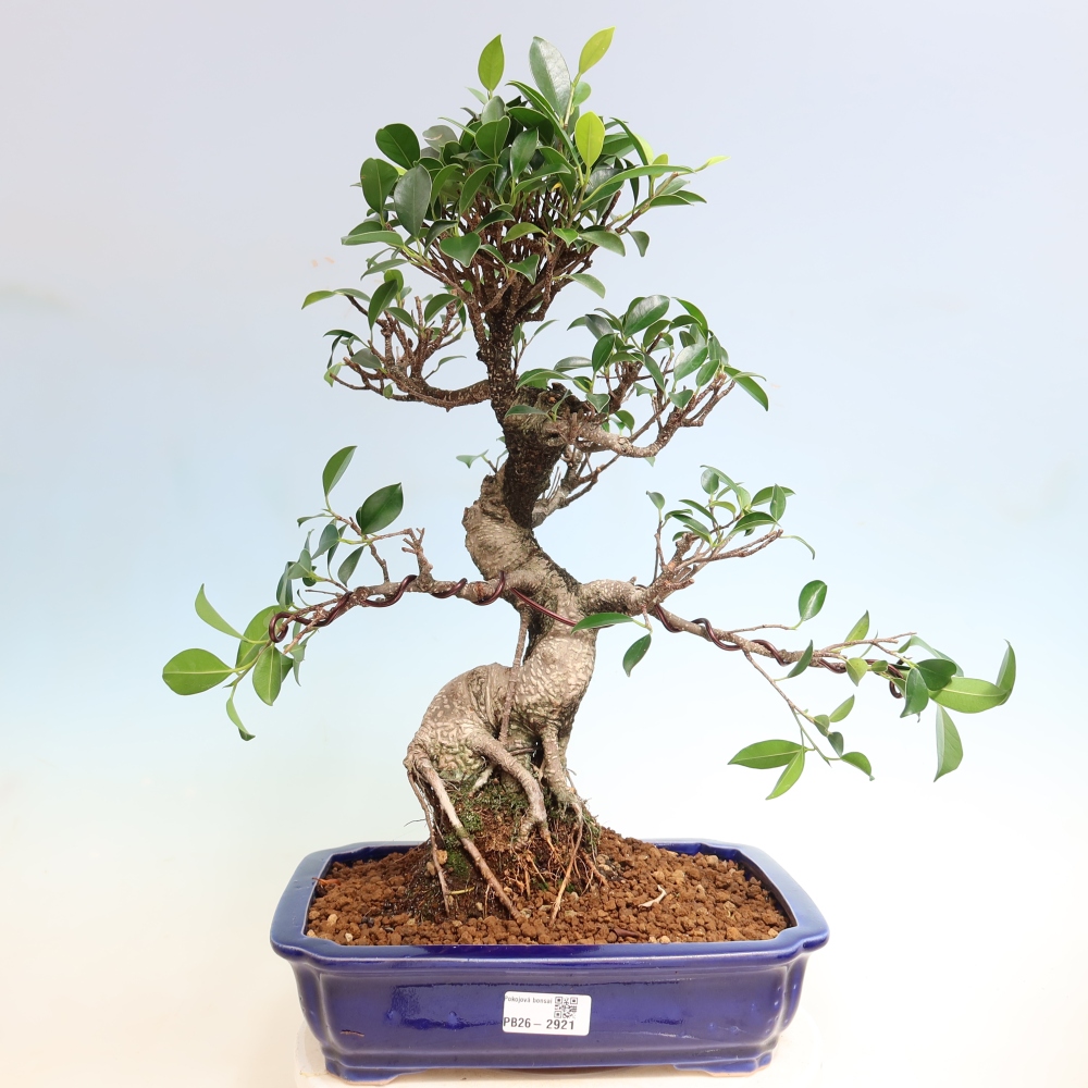 Szobai bonsai - Ficus kimmen - kislevelű fikusz
