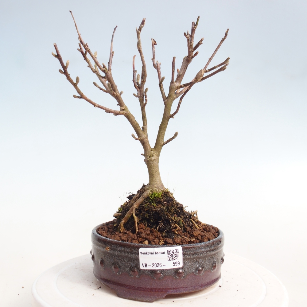 Kültéri bonsai - Magnolia stellata