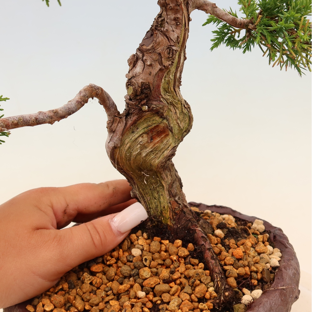 Kültéri bonsai - Juniperus chinensis Itoigawa