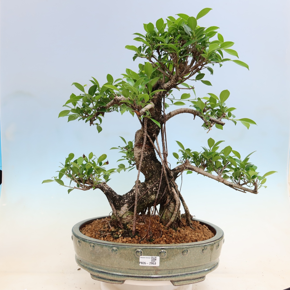 Szobai bonsai - Ficus kimmen - kislevelű fikusz