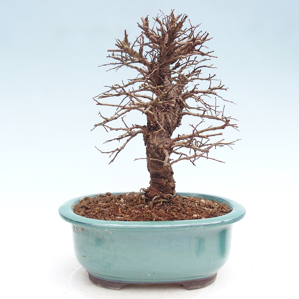 Kültéri bonsai - Zelkova - Zelkova NIRE