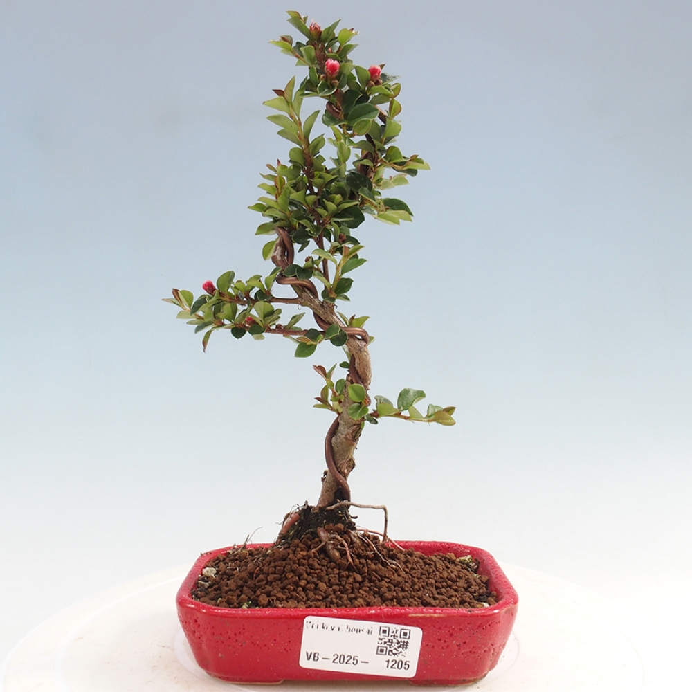 Kültéri bonsai - Cotoneaster horizontalis - Rocky Mountain