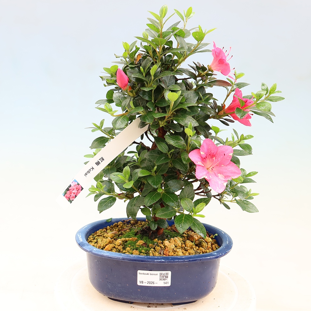 Kültéri bonsai - Japán azálea - Azalea Kobai