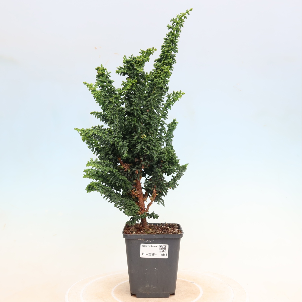 Kültéri bonsai - Cham. obtusa SEKKA HINOKI - Cifra ciprus