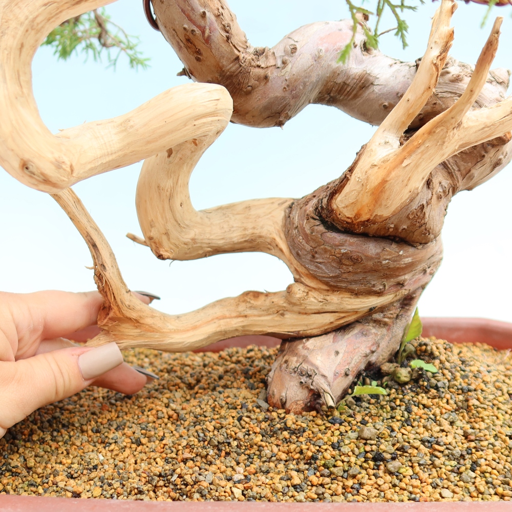 Kültéri bonsai - Juniperus chinensis Itoigawa-Juniperus chinensis