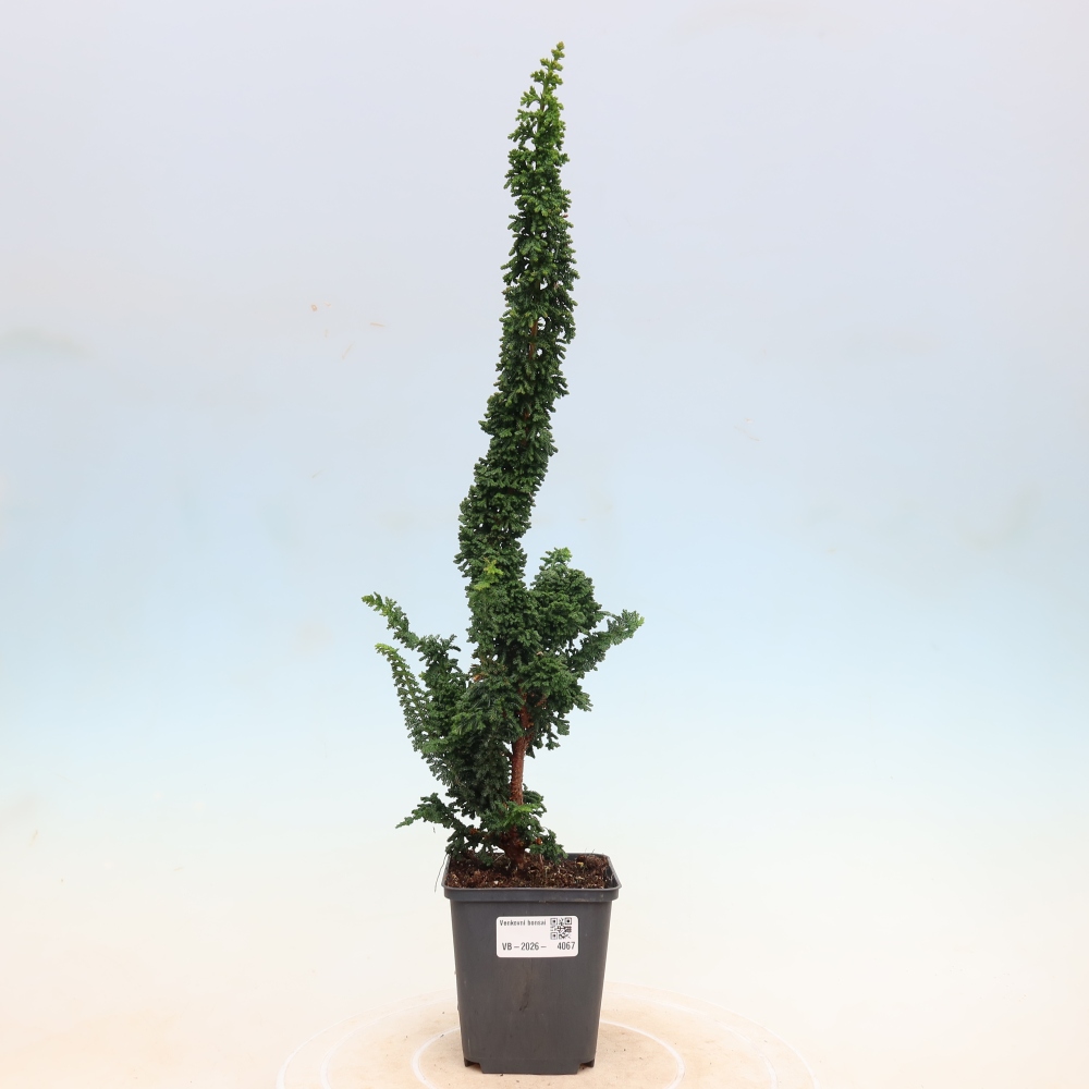 Kültéri bonsai - Cham. obtusa SEKKA HINOKI - Cifra ciprus