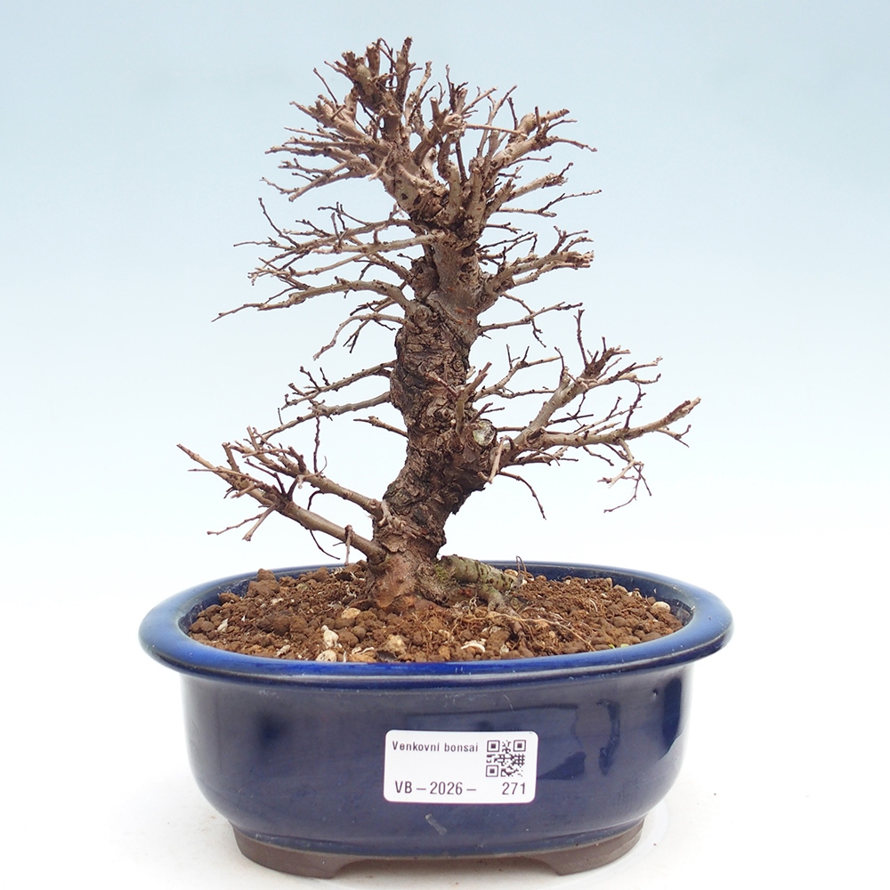Kültéri bonsai - Zelkova - Zelkova NIRE