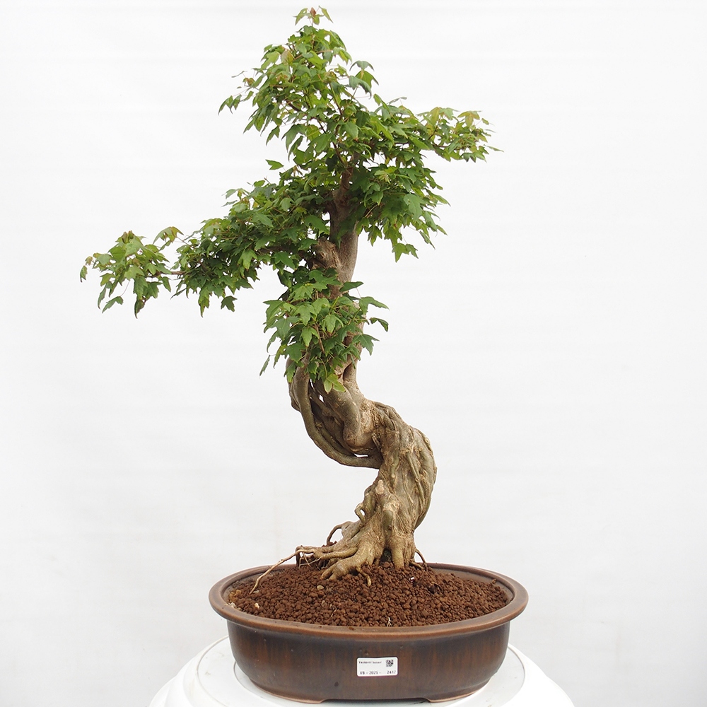 Kültéri bonsai - Acer Buergerianum - Burger juhar