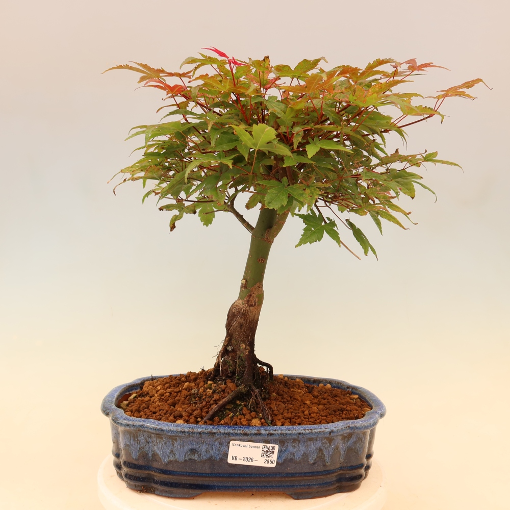 Juhar - Acer palmatum Beni Tsukasa