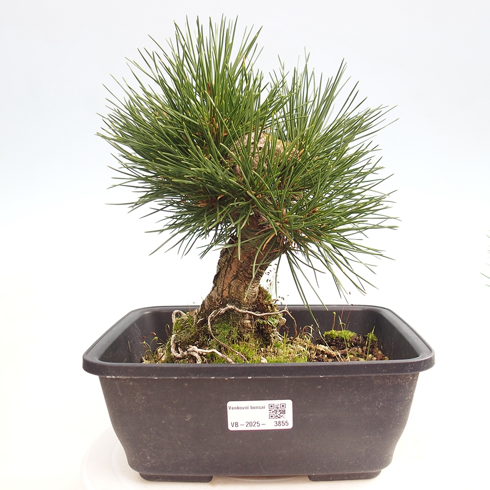 Kültéri bonsai - Pinus thunbergii - Thunberg fenyő