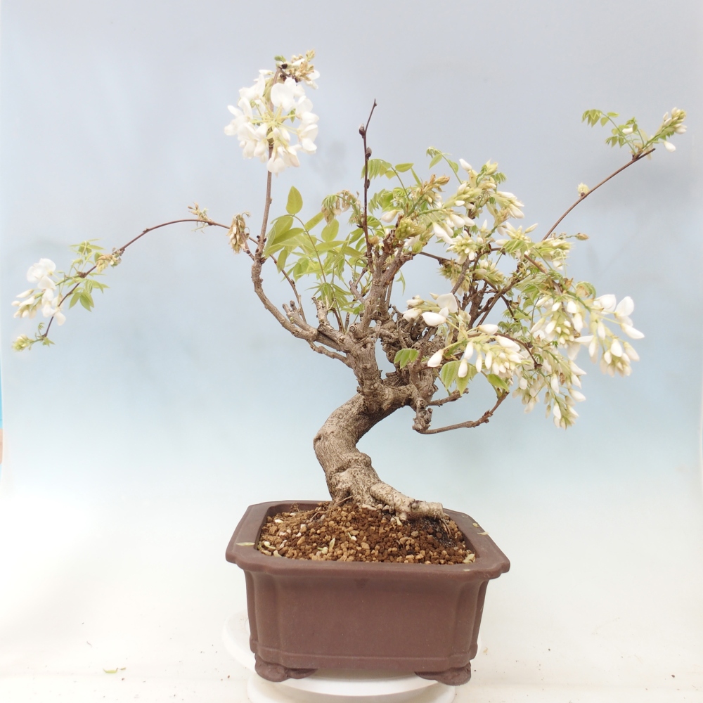 Kültéri bonsai - Vistaria - Wisteria