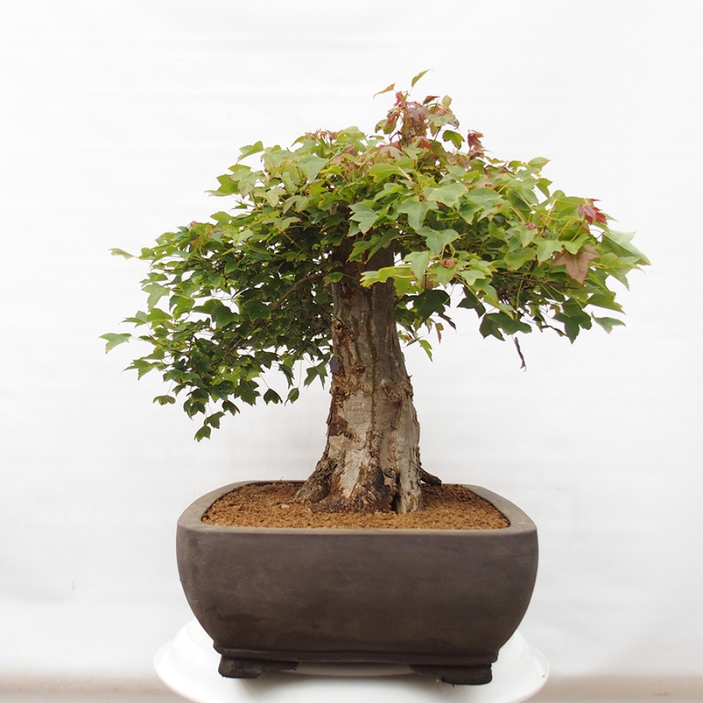 Kültéri bonsai - Acer Buergerianum - Burger juhar