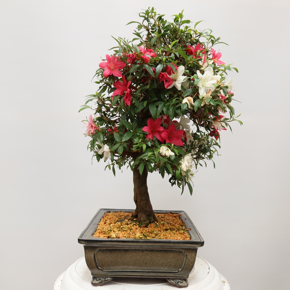 Kültéri bonsai - Japán azálea - Azalea satsuki