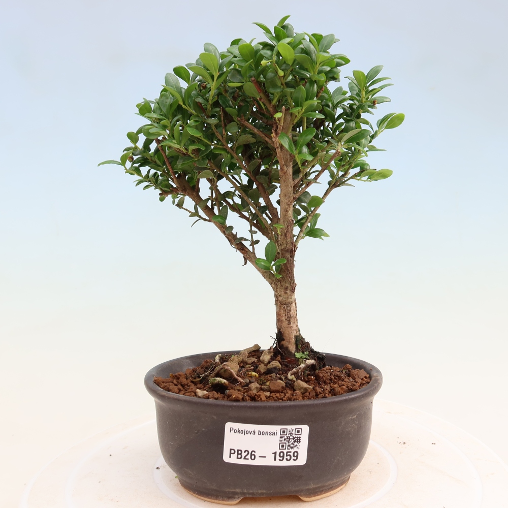 Szobai bonsai - Ilex crenata - Holly