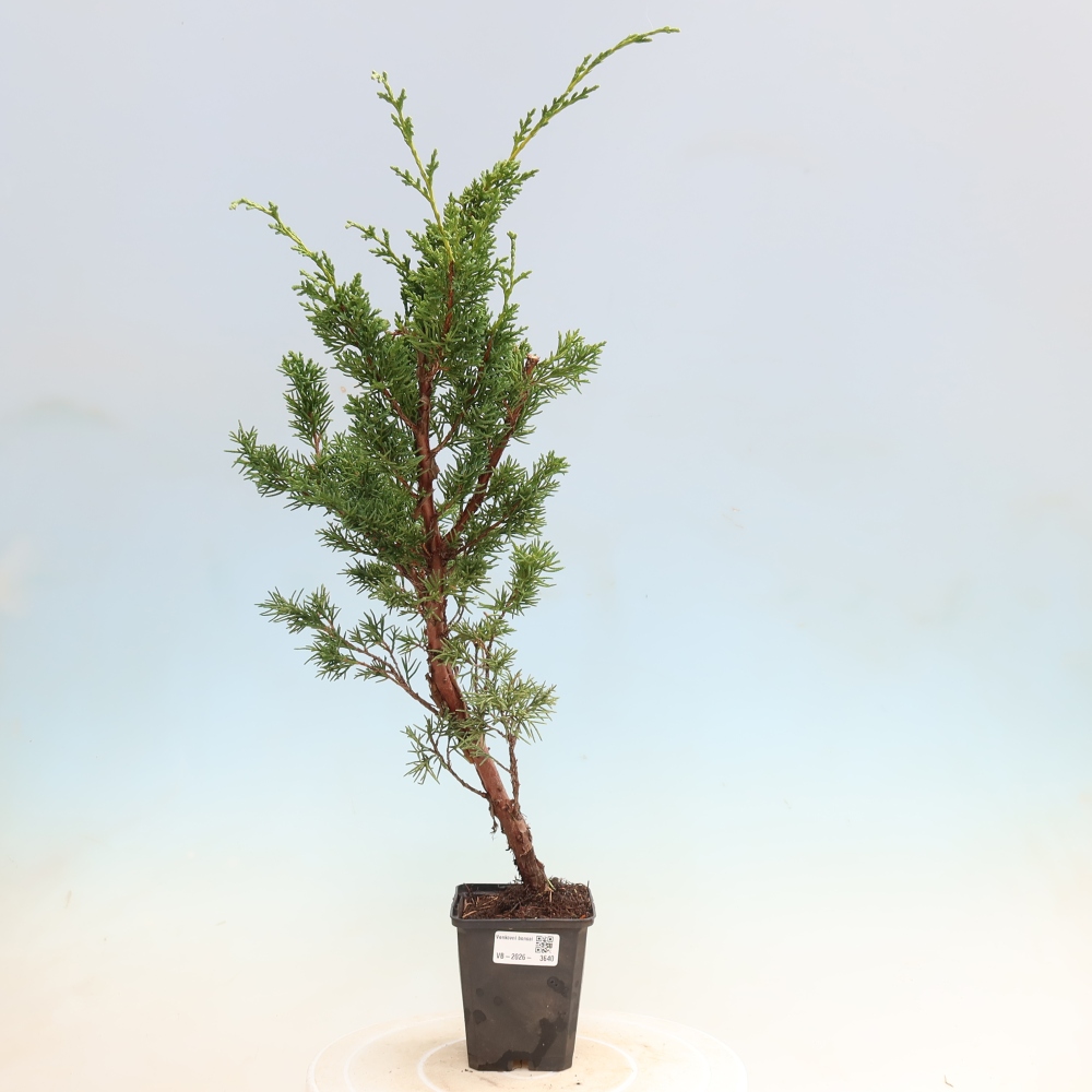 Kültéri bonsai - Juniperus chinensis Kishu