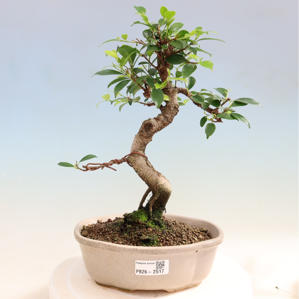 Szobai bonsai - Ficus retusa - kislevelű fikusz