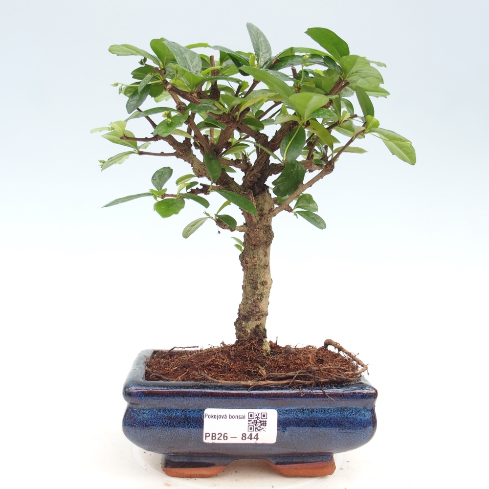 Szobai bonsai - Carmona macrophylla - Tea fuki