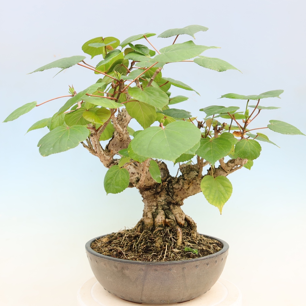 Beltéri bonsai - Hibiscus tiliaceus - tengeri hibiszkusz