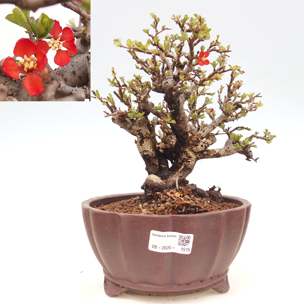 Kültéri bonsai - Chaneomeles speciosa - birs