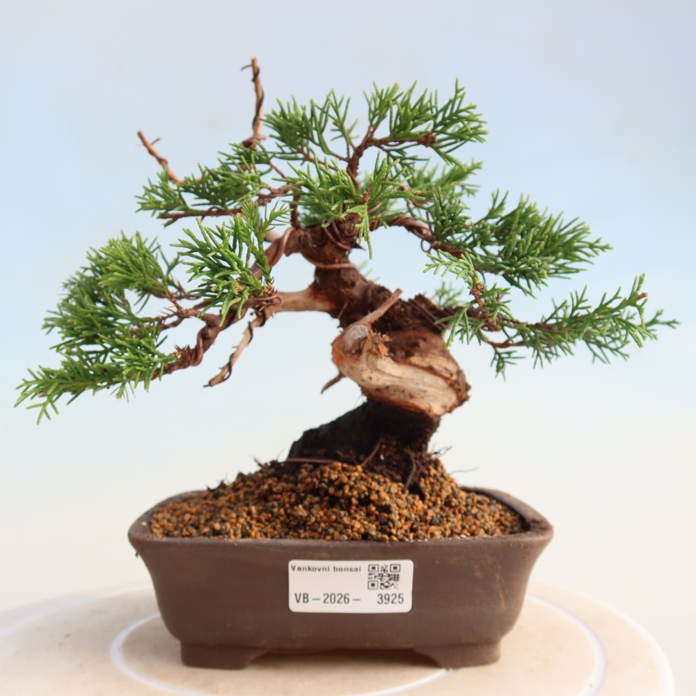 Kültéri bonsai - Juniperus chinensis Itoigawa