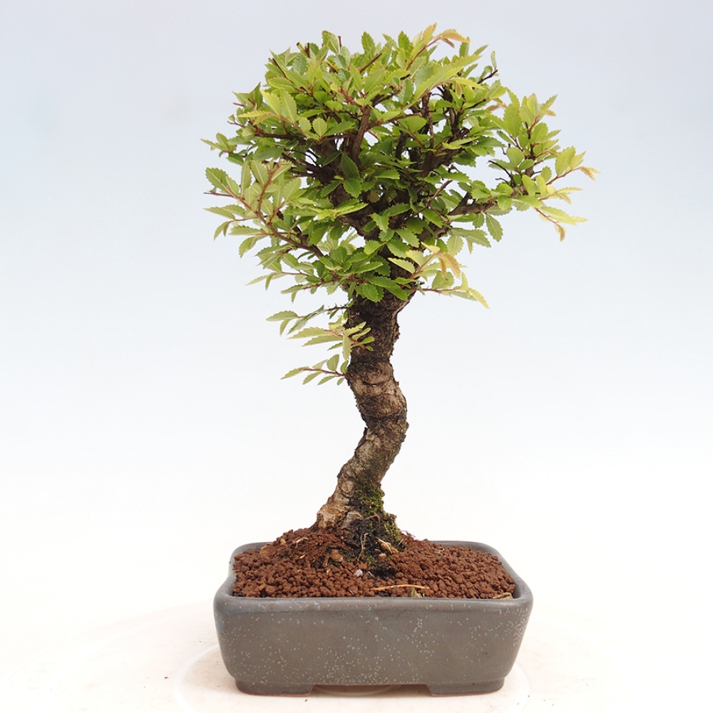 Kültéri bonsai - Zelkova - Zelkova NIRE