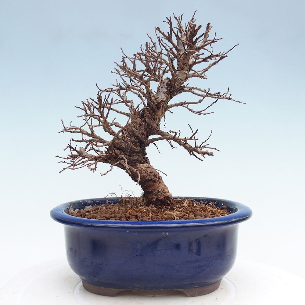 Kültéri bonsai - Zelkova - Zelkova NIRE