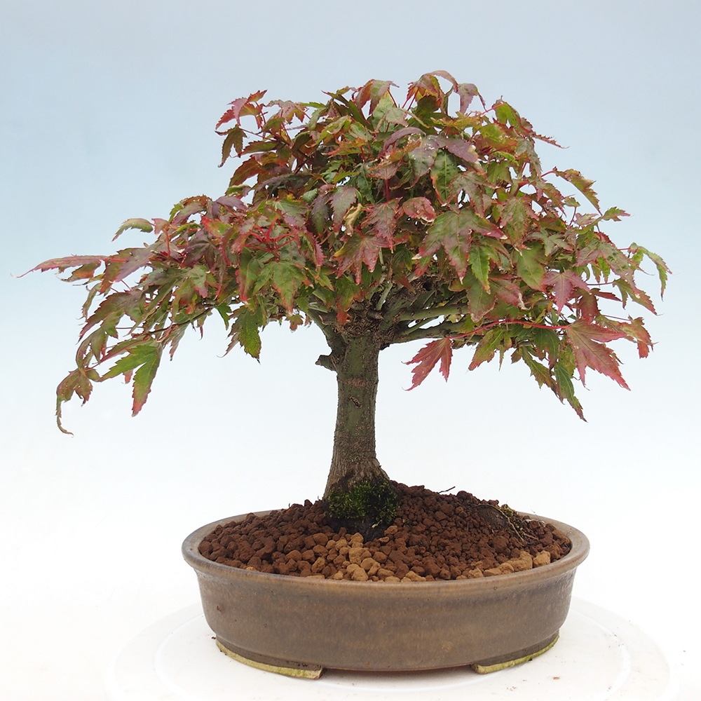 Acer palmatum KIOHIME - Pálma juhar