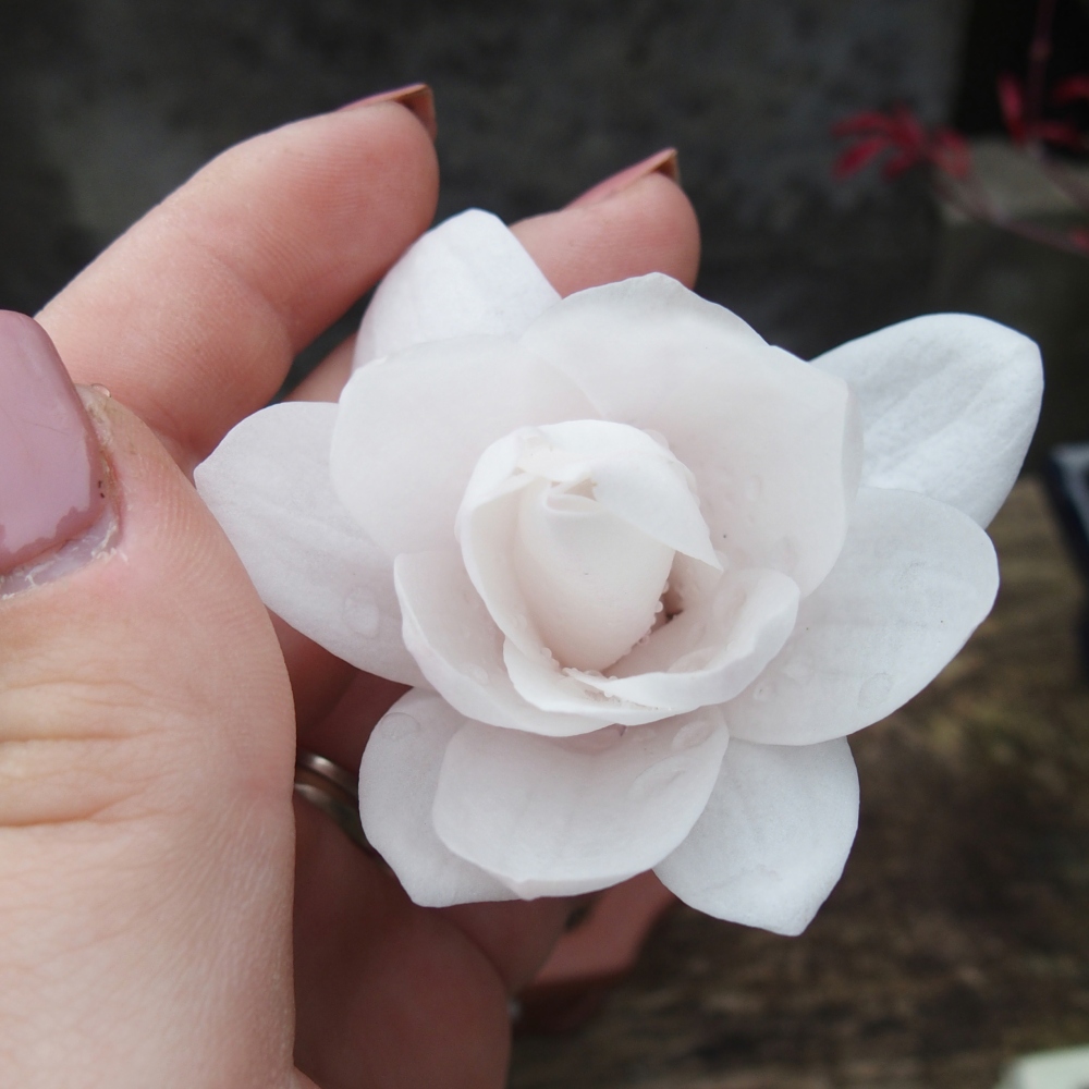 Kültéri bonsai - Magnolia stellata