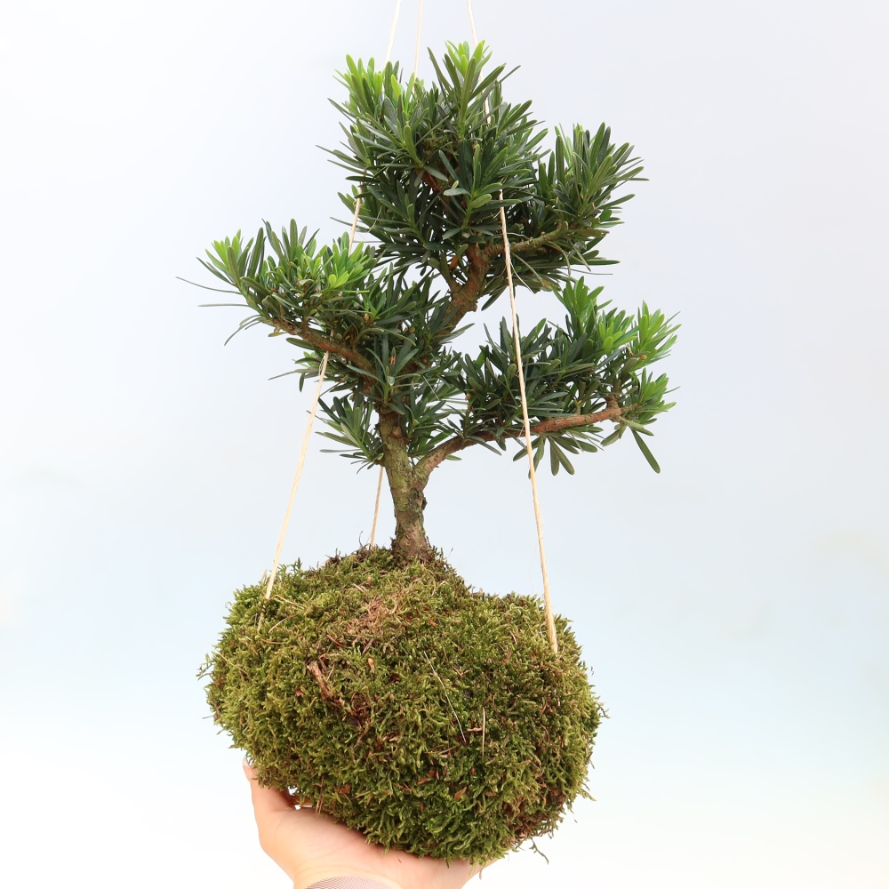 Kokedama kerámiaedényben – Podocarpus – Kőtölgy