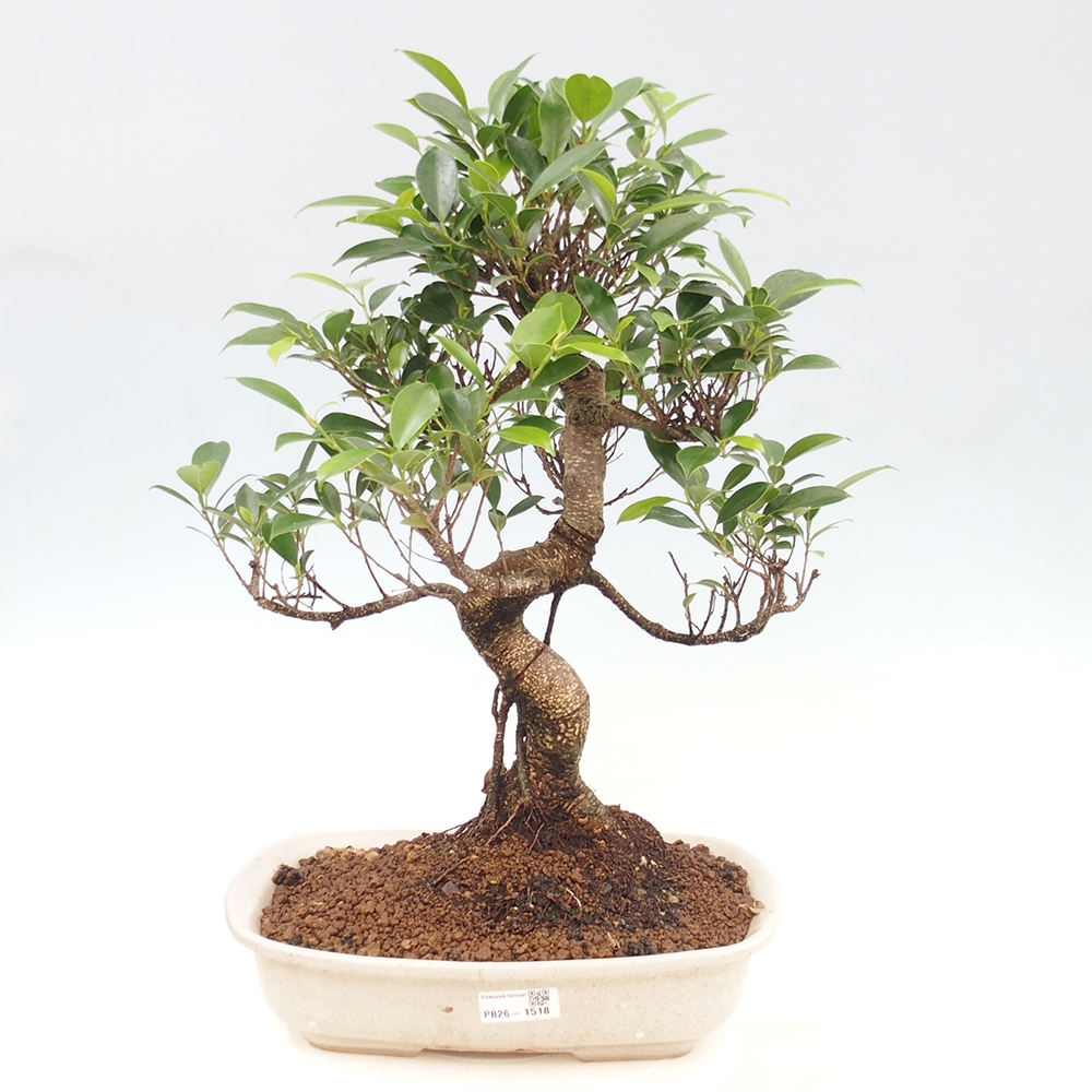 Szobai bonsai - Ficus kimmen - kislevelű fikusz