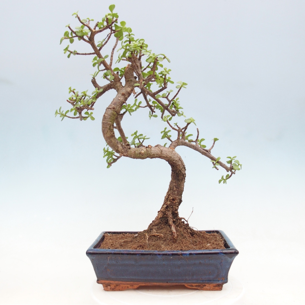 Szoba bonsai - Portulakaria Afra - Tlustice