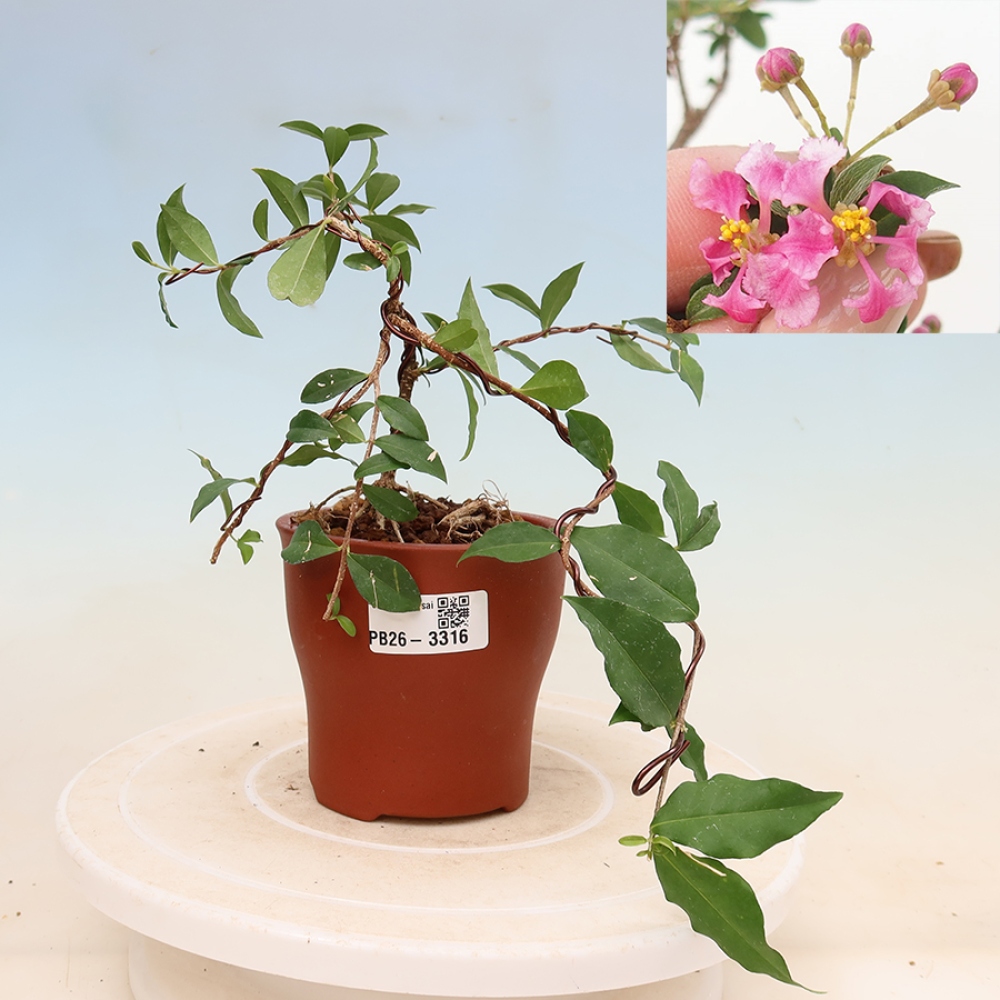 Szobabonsai – barbadosi cseresznye (Malpighia glabra) 