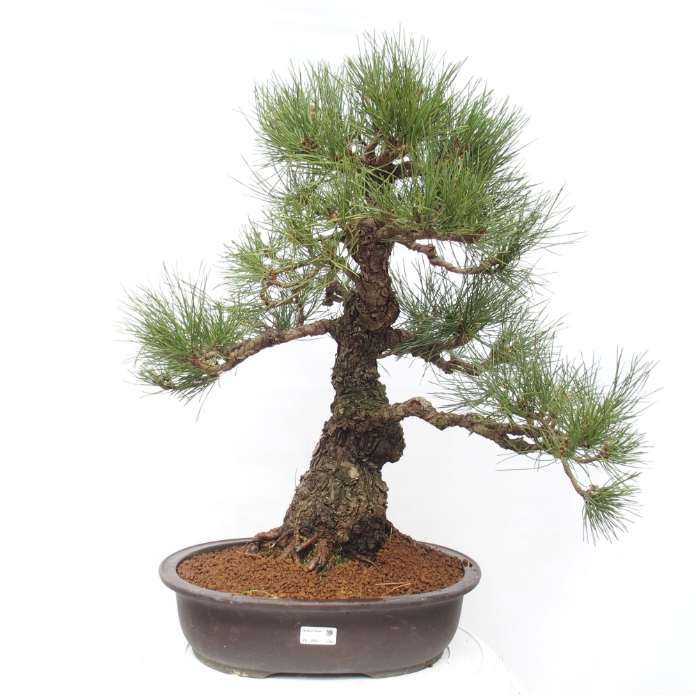 Kültéri bonsai - Pinus thunbergii - Thunberg fenyő