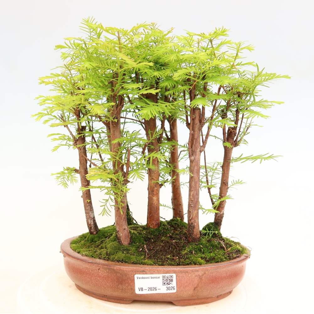 Kültéri bonsai – Metasequoia glyptostroboides – kínai metasequoia – kis erdő