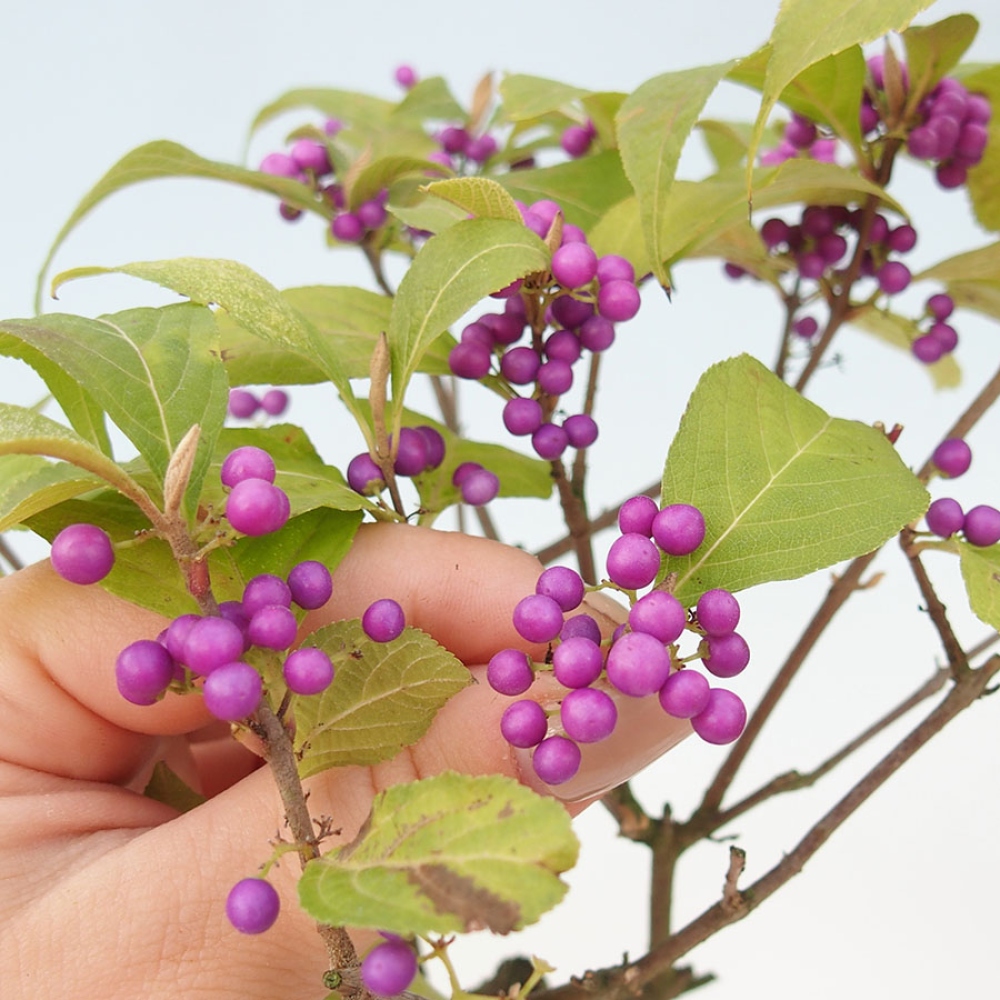 Kültéri bonsai - Callicarpa bodinierova bodinierova profusion