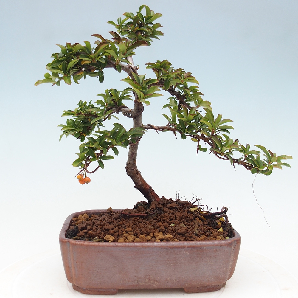 Kültéri bonsai-Pyracantha Teton - Hlox