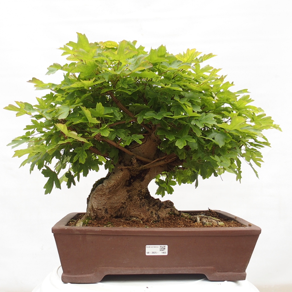 Kültéri bonsai -Javor babyka - Acer campestre