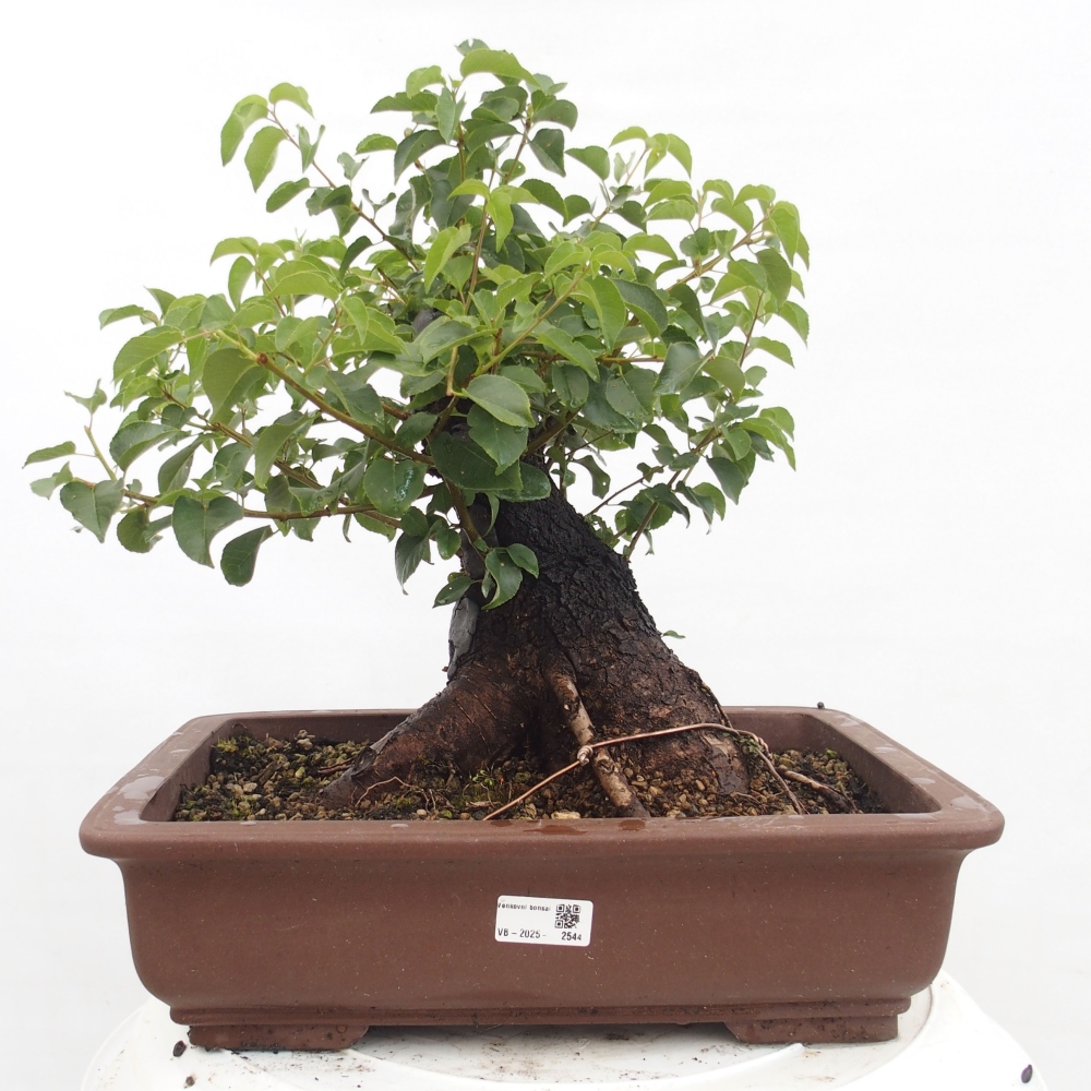 Kültéri bonsai - Mahalebka - Prunus mahaleb - Prunus mahaleb