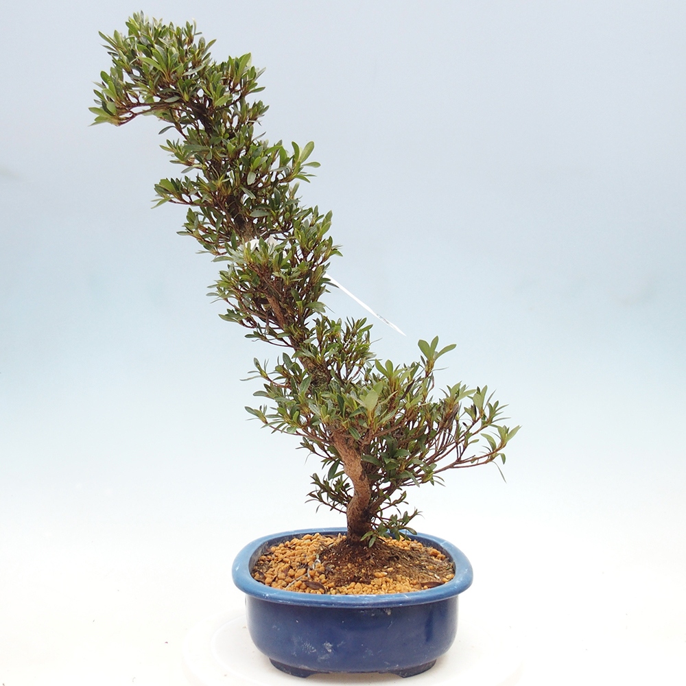Kültéri bonsai - Japán azálea - Azalea Hakurin