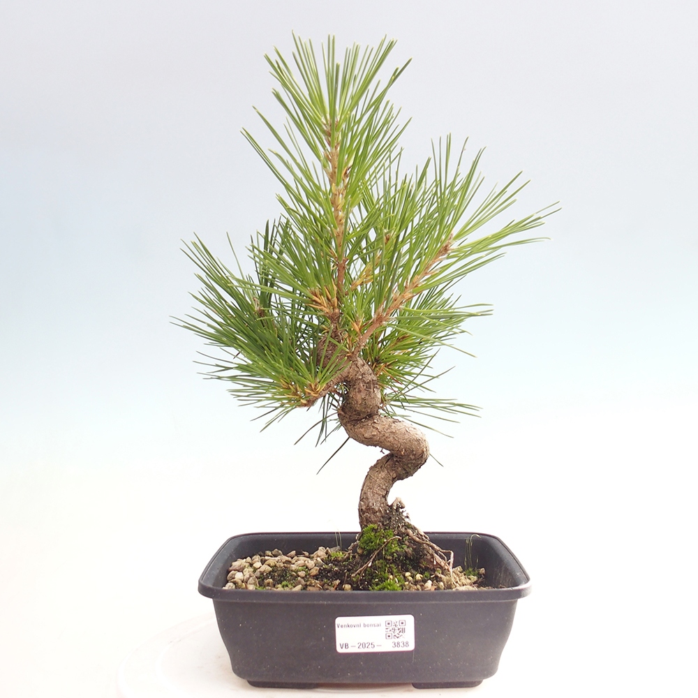 Kültéri bonsai - Pinus thunbergii - Thunberg fenyő