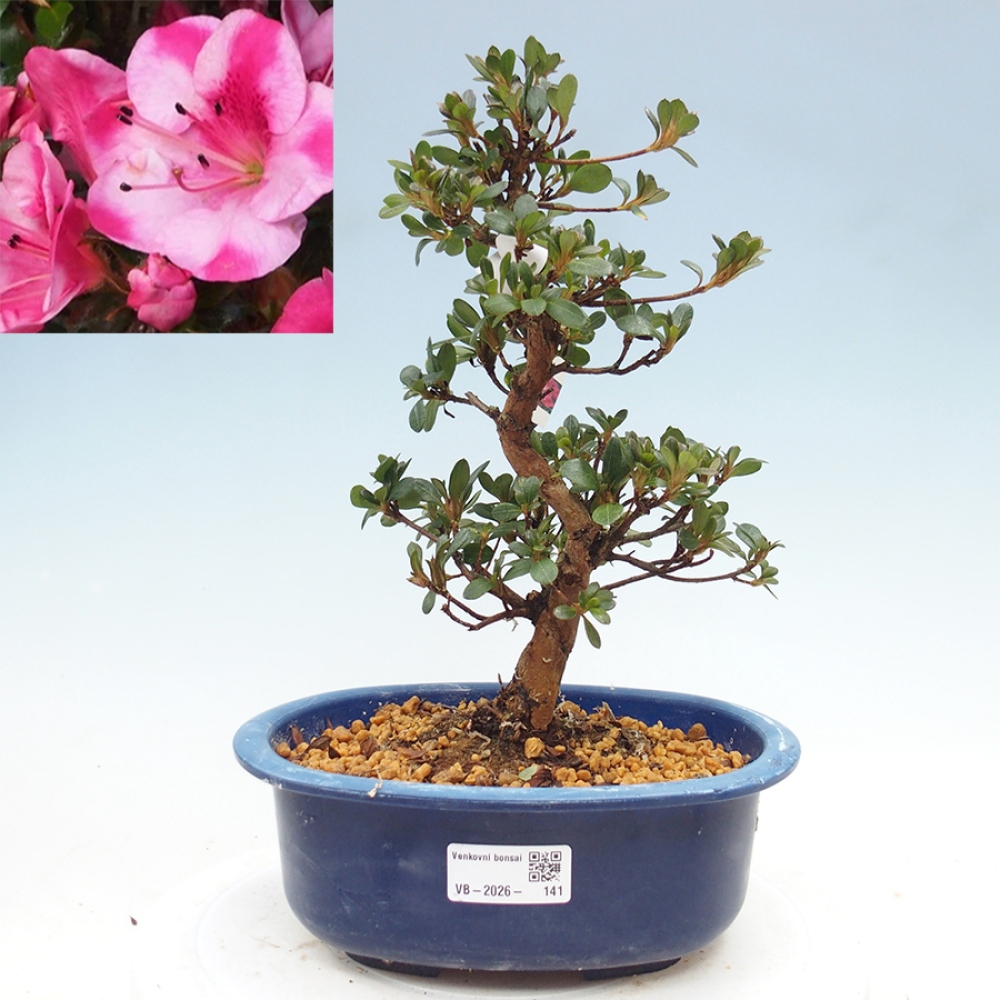 Kültéri bonsai - Japán azálea - Azalea Kobai