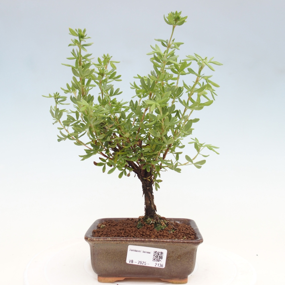 Kültéri bonsai - Potentila fruticosa sárga Bird